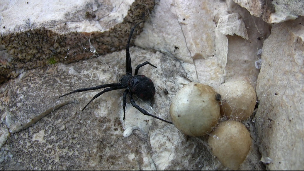 Latrodectus tredecimguttatus - (FG)